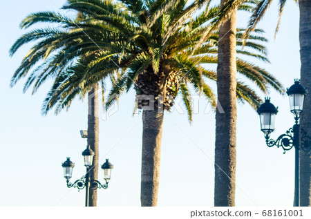 beautiful spreading palm tree, exotic plants beautiful spreading palm tree, exotic plants 68161001