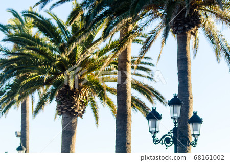 beautiful spreading palm tree, exotic plants beautiful spreading palm tree, exotic plants 68161002