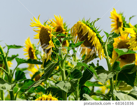 closeup on the flowers of a sunflower on a field 68161036