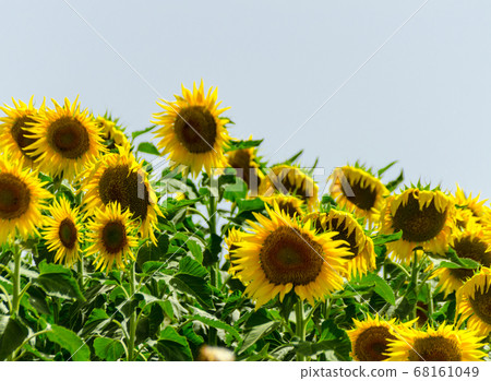 closeup on the flowers of a sunflower on a field 68161049