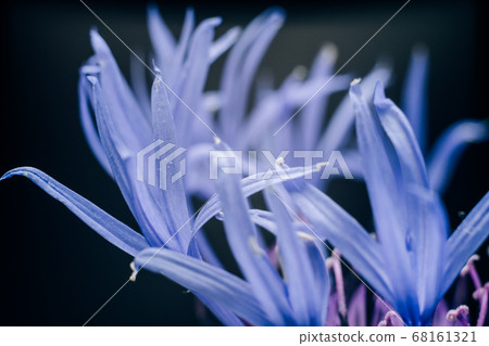 Abstract macro photography of the petals of the 68161321