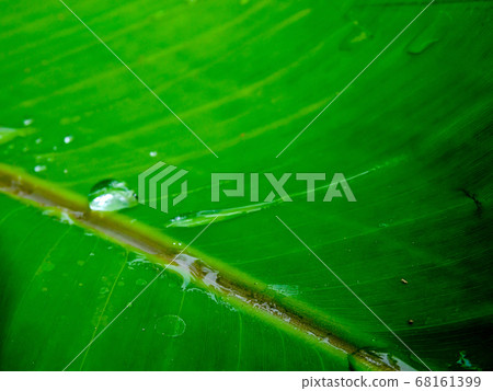 Water droplets on the banana leaf 68161399