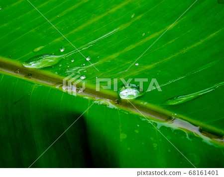 Water droplets on the banana leaf Water droplets on the banana leaf 68161401