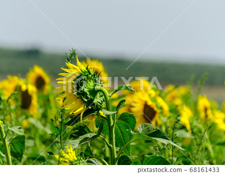 closeup on the flowers of a sunflower on a field closeup on the flowers of a sunflower on a field 68161433