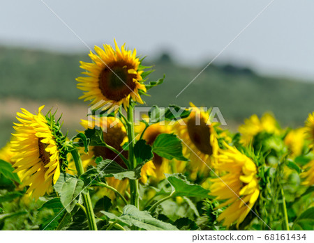 closeup on the flowers of a sunflower on a field 68161434