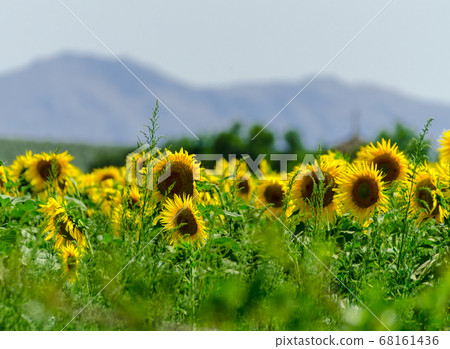 closeup on the flowers of a sunflower on a field 68161436