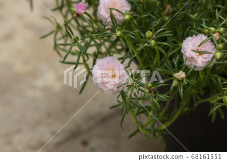 Common Purslane Common Purslane 68161551
