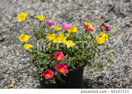 Common Purslane Common Purslane 68161553