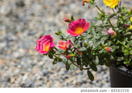Common Purslane Common Purslane 68161558