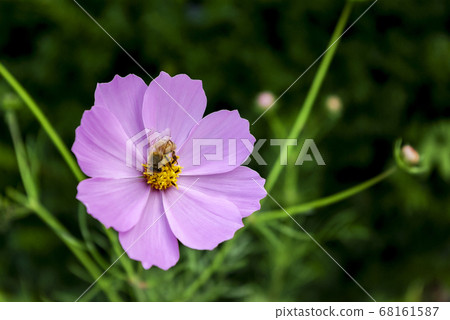 Cosmos Cosmos 68161587