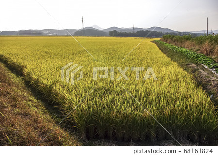 秋日的陽光 68161824