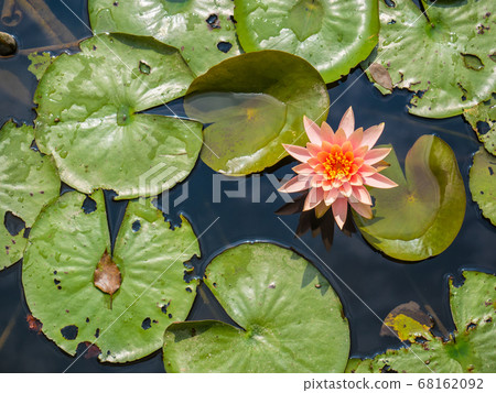 蓮池潭的蓮花 蓮池潭的蓮花 68162092