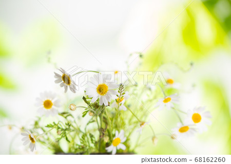 Colorful flowering herb meadow with wild 68162260