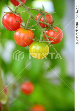迷你番茄栽培 68162459