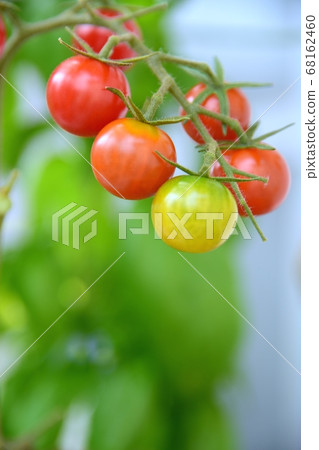 迷你番茄栽培 迷你番茄栽培 68162460