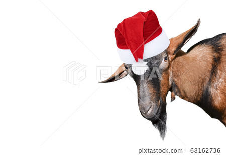 Goat portrait close up. 68162736