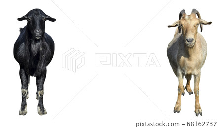Black and white Goats with long ears isolated  68162737