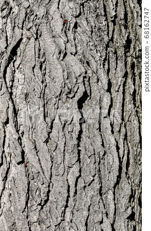 Tree bark texture. Grey old oak tree close up. 68162747