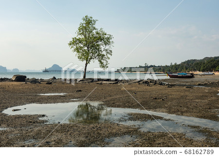 Tree at Kwang island by the Beach, Krabi Tree at Kwang island by the Beach, Krabi 68162789