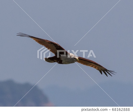 bird, flying, sky 68162888