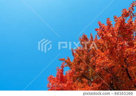 Autumn leaves and blue sky 68163160
