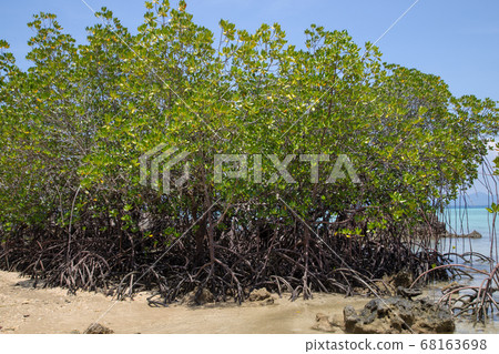 tree, sea, beach 68163698