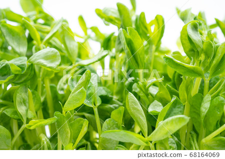 Soybean 68164069