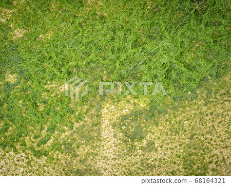 Beautiful green moss covered on the rock at sandy beach.  68164321