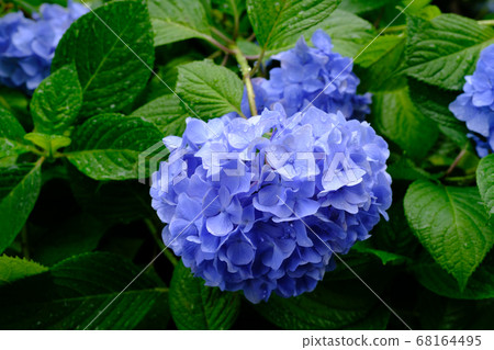 Hydrangea in the back alley of Kamakura Hydrangea in the back alley of Kamakura 68164495