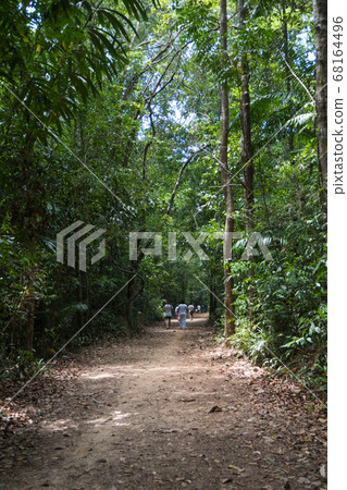 forest, road, path 68164496