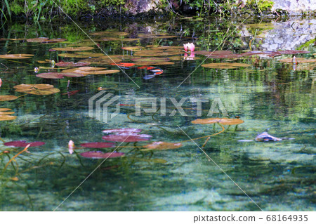 Nameless pond, commonly known as Monet's pond Nameless pond, commonly known as Monet's pond 68164935