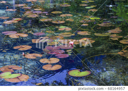 Nameless pond, commonly known as Monet's pond Nameless pond, commonly known as Monet's pond 68164957