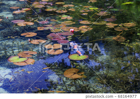Nameless pond, commonly known as Monet's pond 68164977