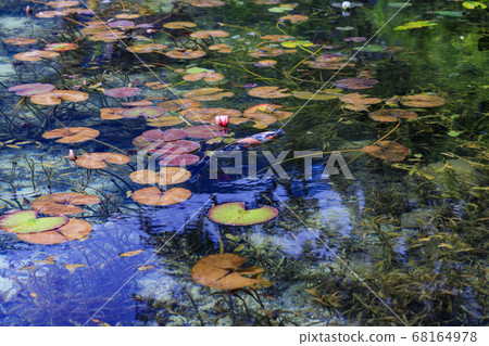 無名池塘，俗稱莫奈池塘 68164978