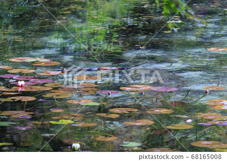 Nameless pond, commonly known as Monet's pond Nameless pond, commonly known as Monet's pond 68165008
