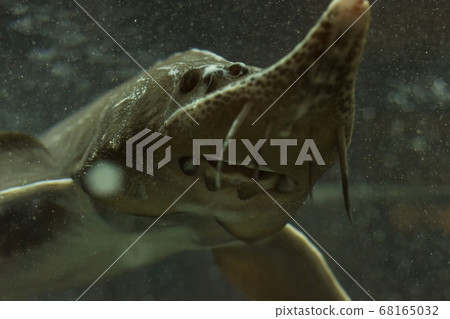 Sturgeons fish in water tank Sturgeons fish in water tank 68165032