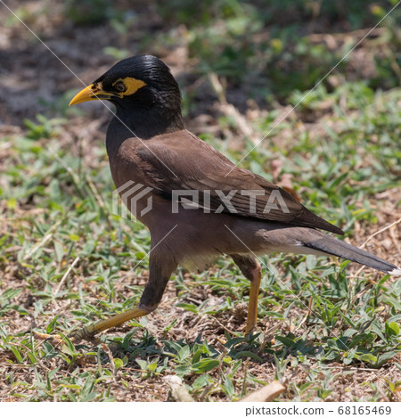 bird, grass, nesting 68165469