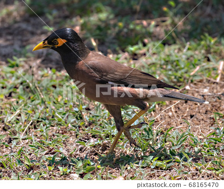 bird, grass, aves 68165470