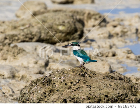 bird, beach, kingfisher 68165475