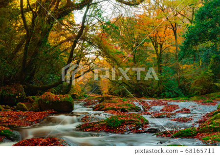 Beautiful autumn leaves Kikuchi Valley 68165711
