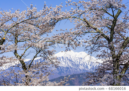 [Nagano Prefecture] Northern Snow Alps and Cherry Blossoms Omachi City 68166016