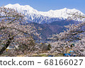 [長野縣]北雪阿爾卑斯山和櫻花大町市 68166027