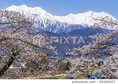 [Nagano Prefecture] Northern Snow Alps and Cherry Blossoms Omachi City 68166027