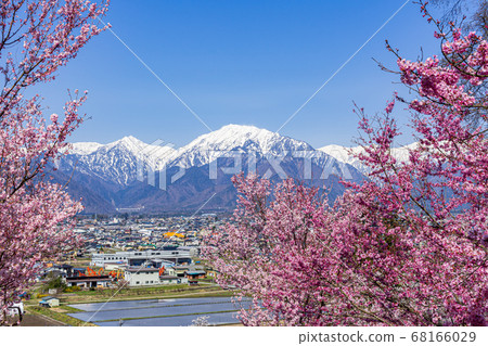 [Nagano Prefecture] Northern Snow Alps and Cherry Blossoms Omachi City 68166029