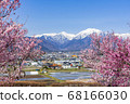 [長野縣]北雪阿爾卑斯山和櫻花大町市 68166030