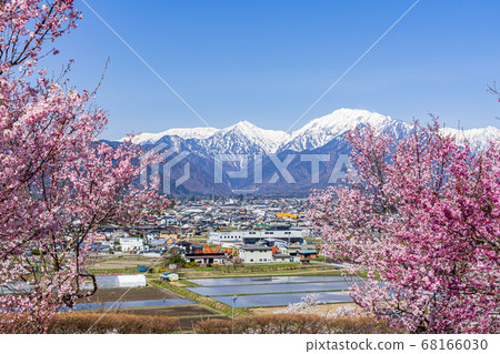 [長野縣]北雪阿爾卑斯山和櫻花大町市 68166030
