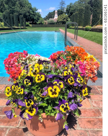 Flowers blooming on vacation Flowers blooming on vacation 68166141