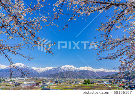 [長野縣]北雪阿爾卑斯山和櫻花大町市 68166197