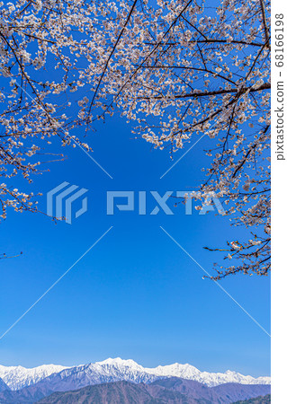 [Nagano Prefecture] Northern Snow Alps and Cherry Blossoms Omachi City 68166198