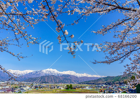 [Nagano Prefecture] Northern Snow Alps and Cherry Blossoms Omachi City 68166200